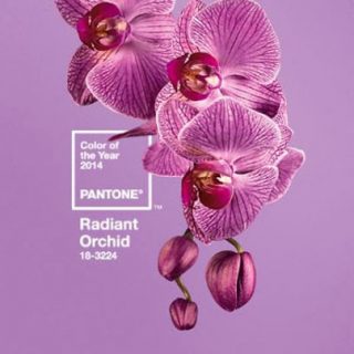 Radiant+orchid blog